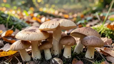 Pravděpodobnost růstu hub v přírodě - ilustrační foto