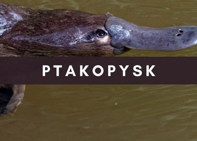 Hlava vtákopyska plavoucího v tmavé vodě