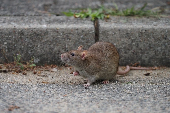 Brown rat on pavement