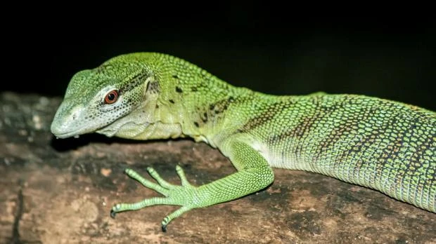Zelený ještěr Varanus sedící na kmeni stromu.