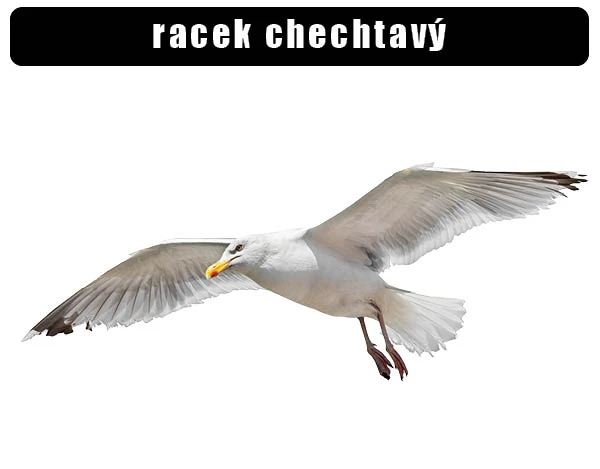 Racek letí s roztaženými křídly na bílém pozadí.