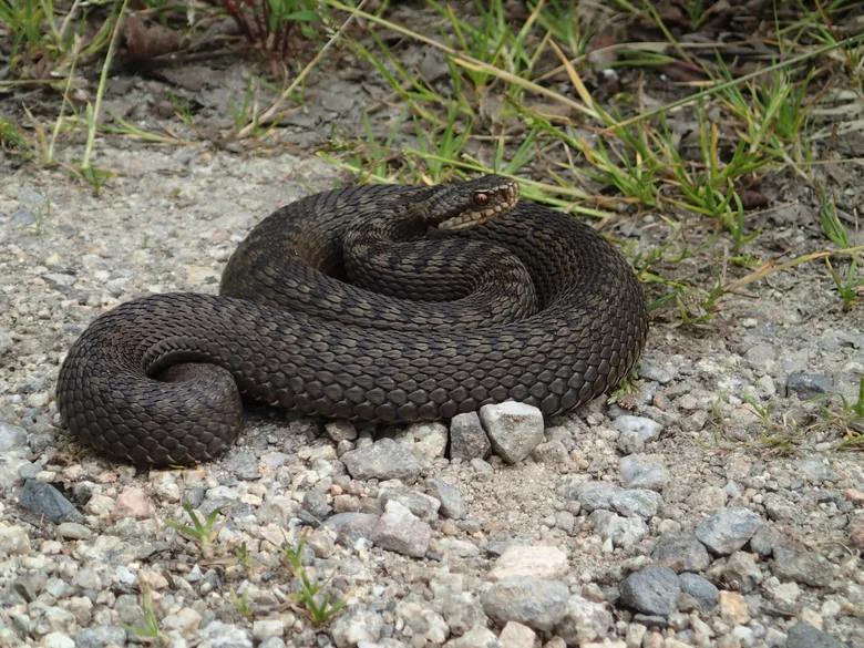 Zmije obecná, vipera berus, zobrazena na štěrku v přírodě.