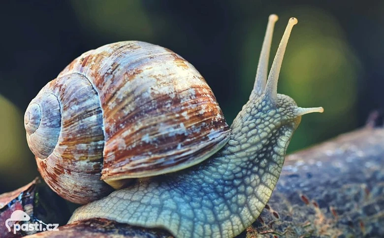 Detailní fotografie hlemýždě plížícího se po větvi.