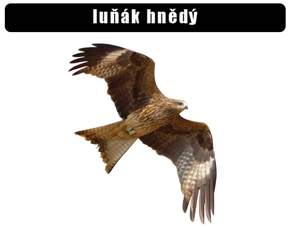Luňák hnědý létající v přírodě