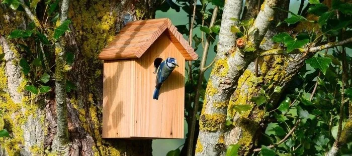Modrý vrabec sedí na dřevěné ptačí budce mezi stromy.