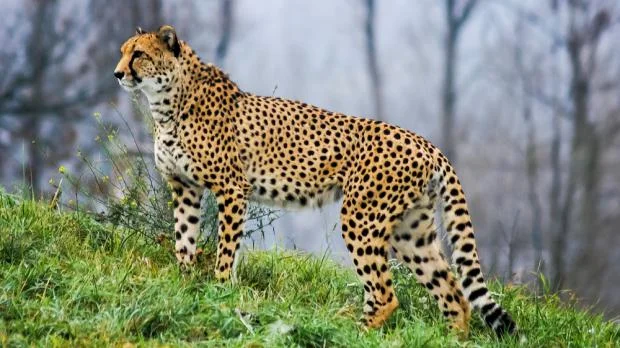 Gepard stojí na trávnaté svahu v přírodě.
