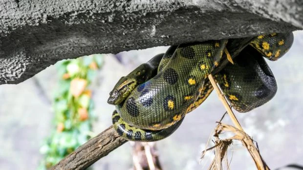 Velká zelená anakonda zavinutá kolem větve pod úkrytem.