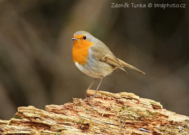 Malý ptáček s oranžovým bříškem sedící na kmeni stromu.