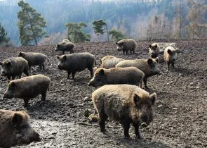 Skupina divokých prasat na blátivém terénu s lesním pozadím.