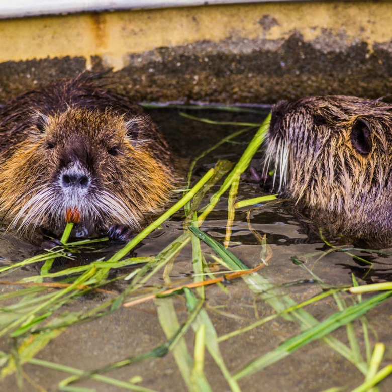 Dvě mokré nutrie se krmí vodní trávou v bazénu.