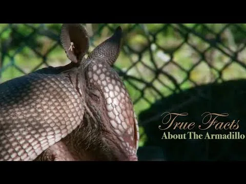 Blízký pohled na hlavu pásvce velkého s jeho pancířem.