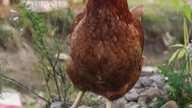 Hnědá slepice stojí venku mezi květinami.
