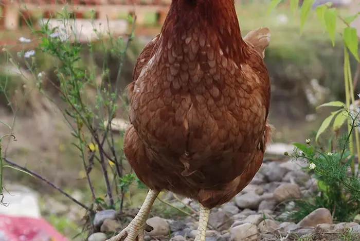 Hnědá slepice stojí venku mezi květinami.