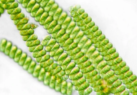 Mikroskopický pohled na zelené řetězce spiruliny.