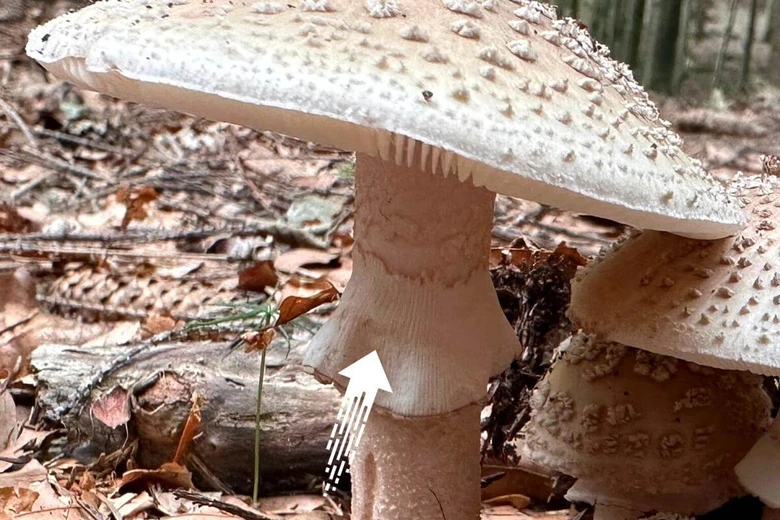 Blízký záběr na muchomůrku růžovku s kapotou, kloboukem a stopkou v lese.