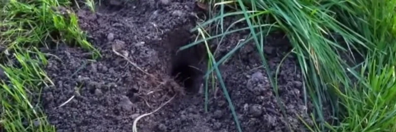 Výkop hlodavce v zemi s trávou kolem.