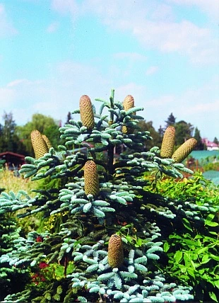 Rostoucí šišky na větvi jehličnatého stromu.