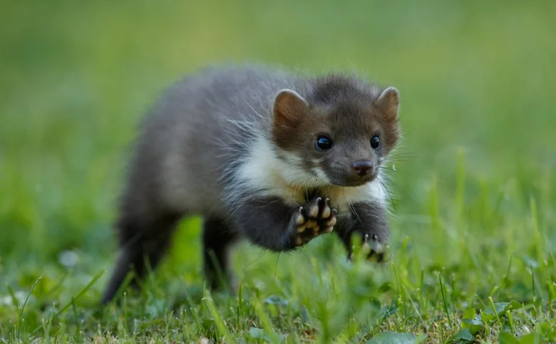 Stoat in grass