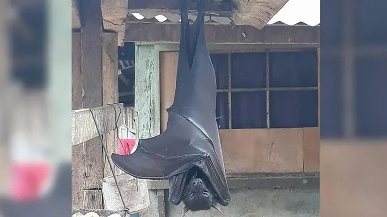 Velký létající koňák visí hlavou dolů na dřevěné konstrukci.