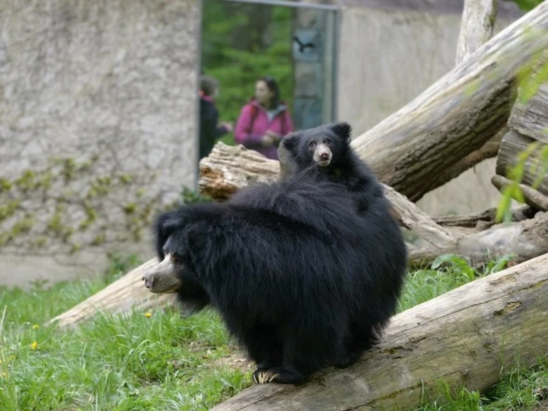 Medvěd pyskatý s mláďetem sedící na kmeni v zoo.