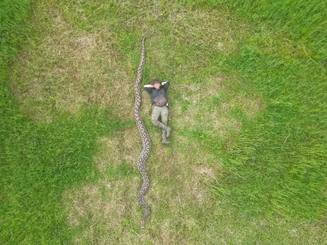 Obrovský had zlatý piton leží na trávě vedle člověka.