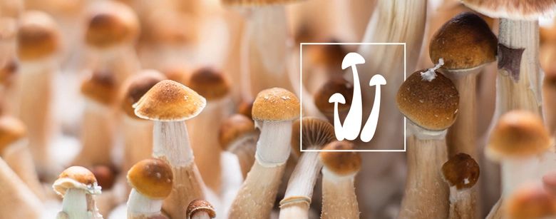 Lycopodium mushrooms cluster