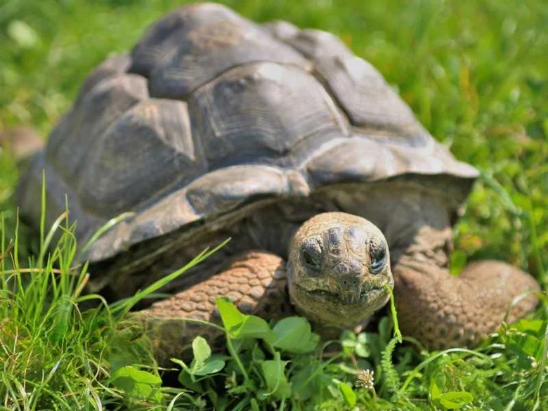 Afrikanští sloní želva v trávě na pozadí zelené přírody.