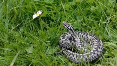Zmije se skrývá v trávě s květinkou.