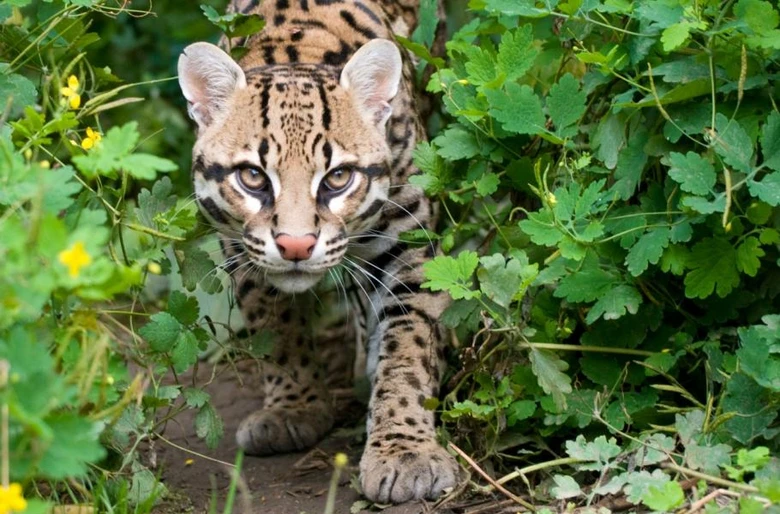 Ocelot v zelené vegetaci hledící přímo do objektivu.