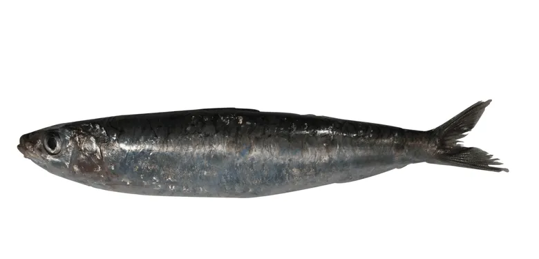 Evropská sardinka obecná na bílém pozadí v profilu.
