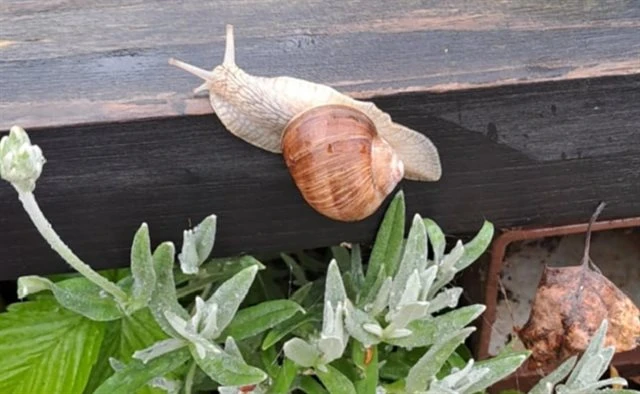 Hlemýžď se plazí po dřevě nad rostlinami.