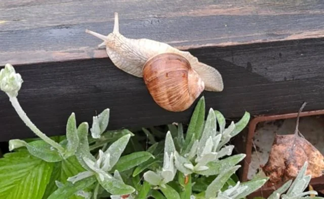 Hlemýžď s ulitou na dřevěném povrchu mezi rostlinami.