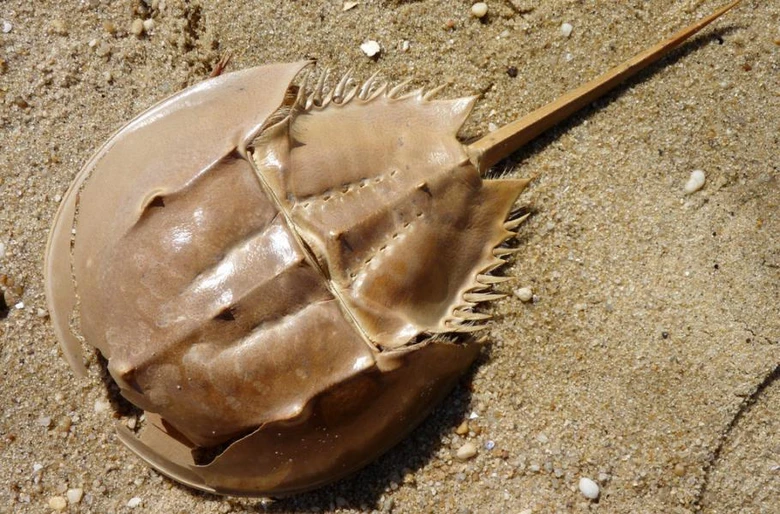 Pacifikový krab na pláži s charakteristickým pancířem.