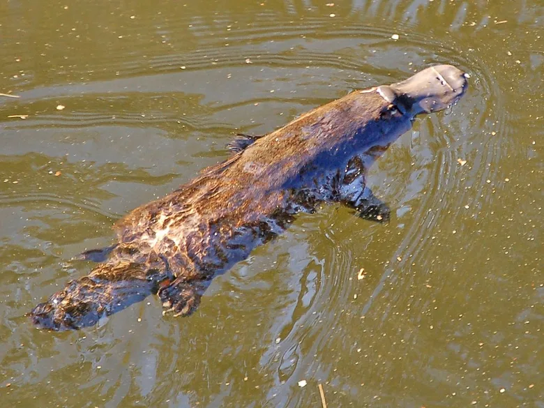 Ptakopys plaví ve vodě s viditelnou hlavou a tělem.