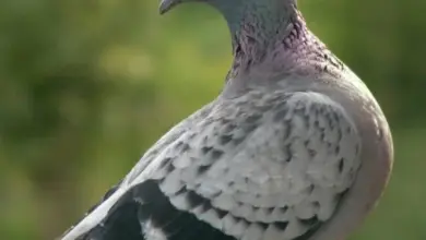 Šedý holub s bílými skvrnami na křídlech v přírodním prostředí.
