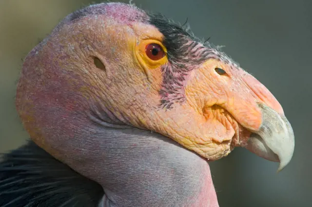 Portrét hlavy turketského vlka s růžovou kůží a ostrým zobákem.