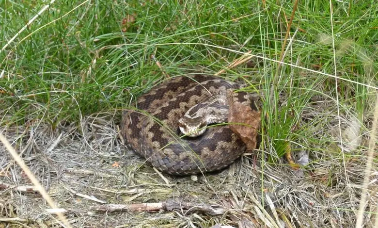 Zmije obecná v trávě – přehled o hadovi Vipera berus.