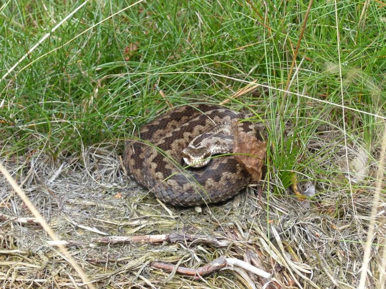 Zmije obecná v trávě - přehled o hadovi Vipera berus.