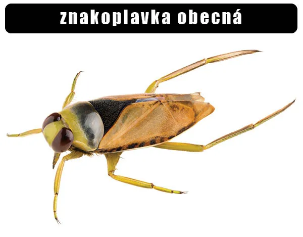 Fotografie znakoplavky obecné na bílém pozadí