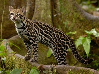 Ocelot stojí na větví v džungli s charakteristickým skvrnitým srst.