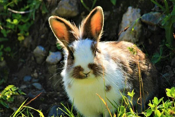 Dwarf rabbit in grass