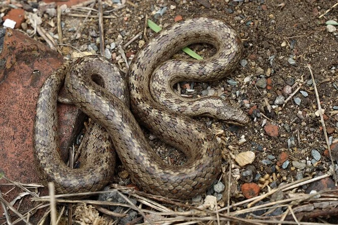 Grass snake in nature