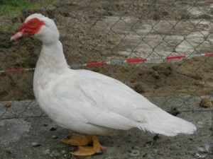 Bílá kachna pižmová s červenými skvrnami na obličeji stojí u plotu.