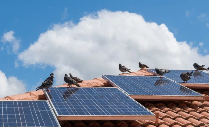 Holubi sedí na střechě s fotovoltaickými panely.