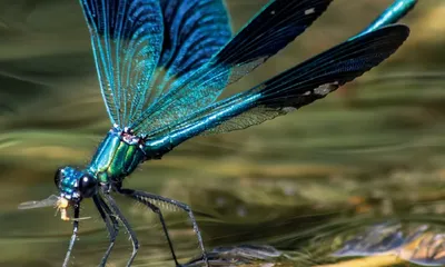 Detailní fotografie modrozeleného vážka s roztaženými křídly.