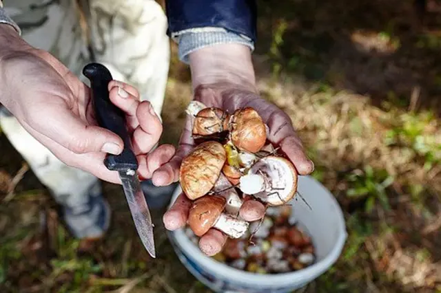 Foraged mushrooms in hand