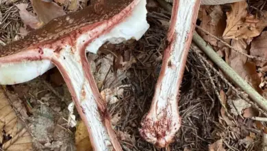 Rozdíl mezi muchomůrkou růžovkou a tygrovanou na lesní zemi.
