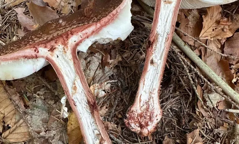 Rozdíl mezi muchomůrkou růžovkou a tygrovanou na lesní zemi.