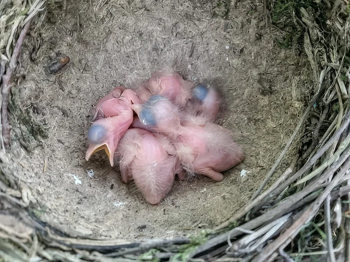 Malé holubi drozda v hnízdě s otevřenými zobáky.