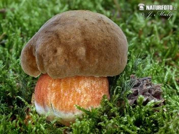 Hřib kovář rostoucí v mechu s oranžovou spodní stranou